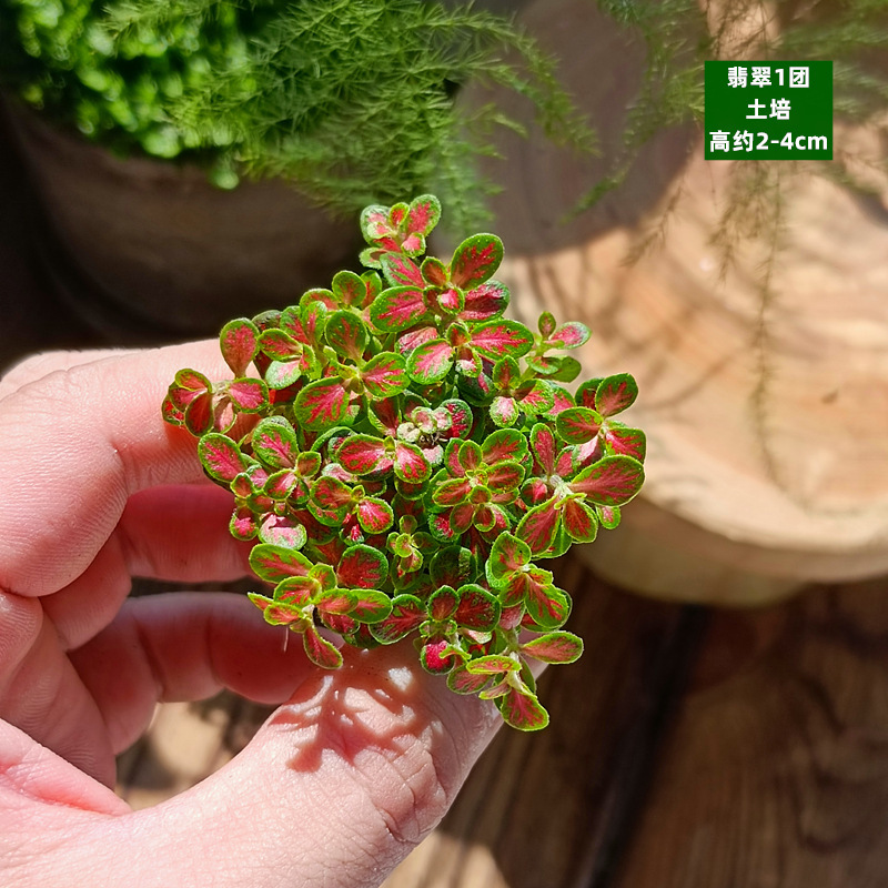 로즈 레드 토양 재배 - 옥 공