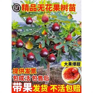 �o����������ش�����������Ϸ������Nֲ���粨���t���ԟo������