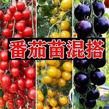 番茄苗带土秧苗千禧小番茄爆甜秧苗黑草莓马蹄番茄圣女果秧苗混搭