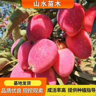 �O���簫�����g��ľ�����O����S�{˹�S���O����o���P�����O����