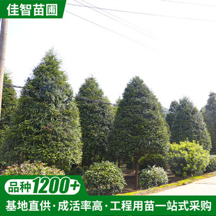 ���ع���ɼ�� �Gֲ�G���@�־��^�������l��ľͥԺɼ��t��ɼ���