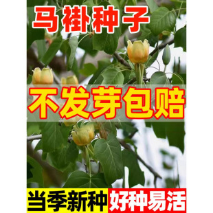 �����²��R��ľ��N���Z��鱷N�����p�h��N���е���@�־G��