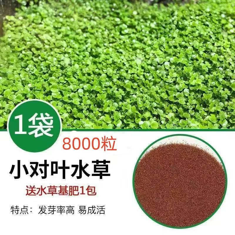 Un paquete de semillas de hoja pequeña contiene aproximadamente 8,000 semillas.