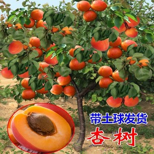�Ә�޽����ش��������Ʒ�N��ɳ�t�ϱ����̨����ͥԺ�����ͺ���