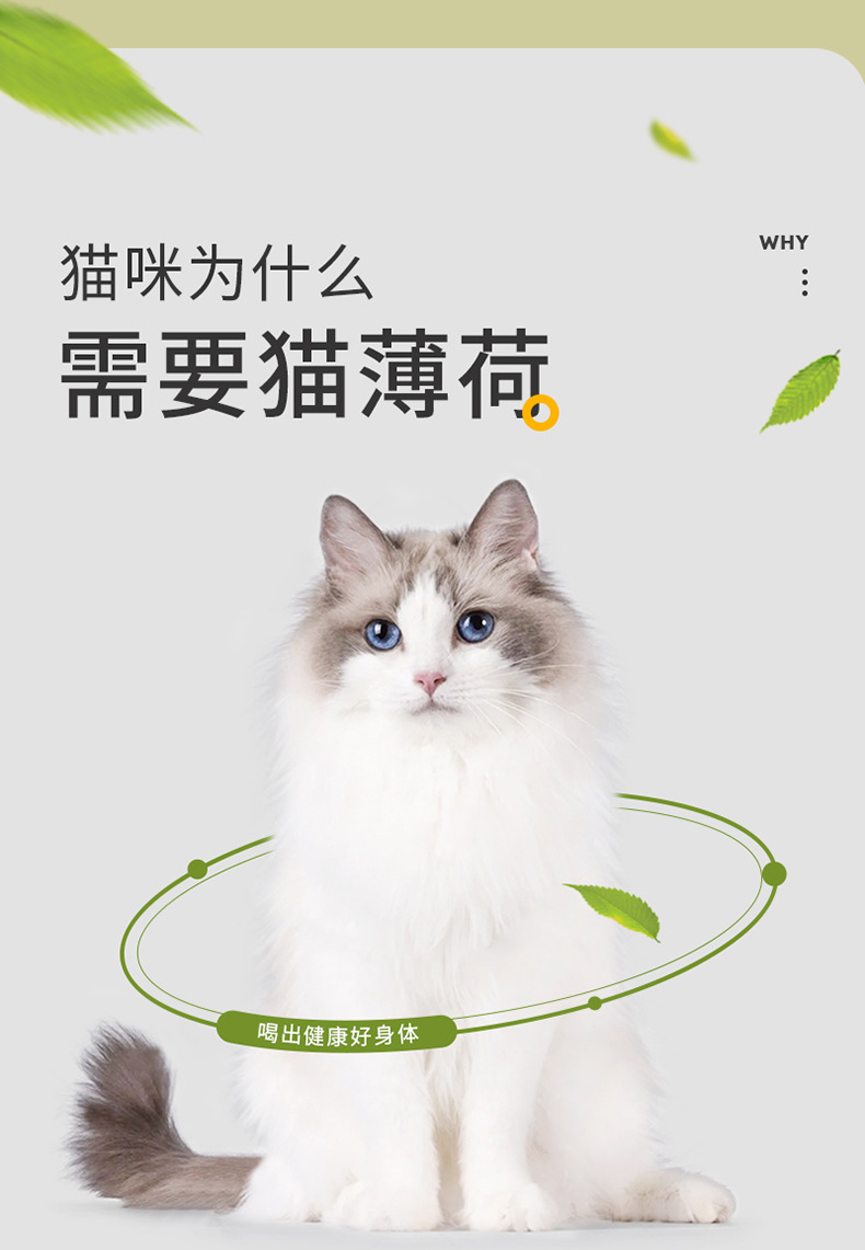 猫薄荷茶-详情_03.jpg