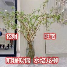 龙柳鲜枝水养懒人水培植物水里养的花落地易成活高端客摆四季绿植