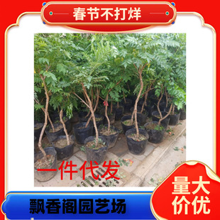 һ�����l�ͺ�����������������ֲ�����ͥԺ���̻����ٻ���Gֲ��