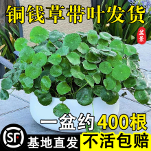 铜钱草水培植物室内好养盆栽金钱草桌面花卉办公室水养四季小绿植