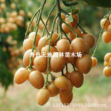 广西果苗贵妃嫁接黄皮树苗无核大果鸡心黑金紫肉南方种植黄皮苗