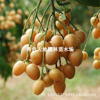 广西果苗贵妃嫁接黄皮树苗无核大果鸡心黑金紫肉南方种植黄皮苗