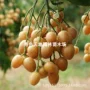 广西南方种植无核果苗