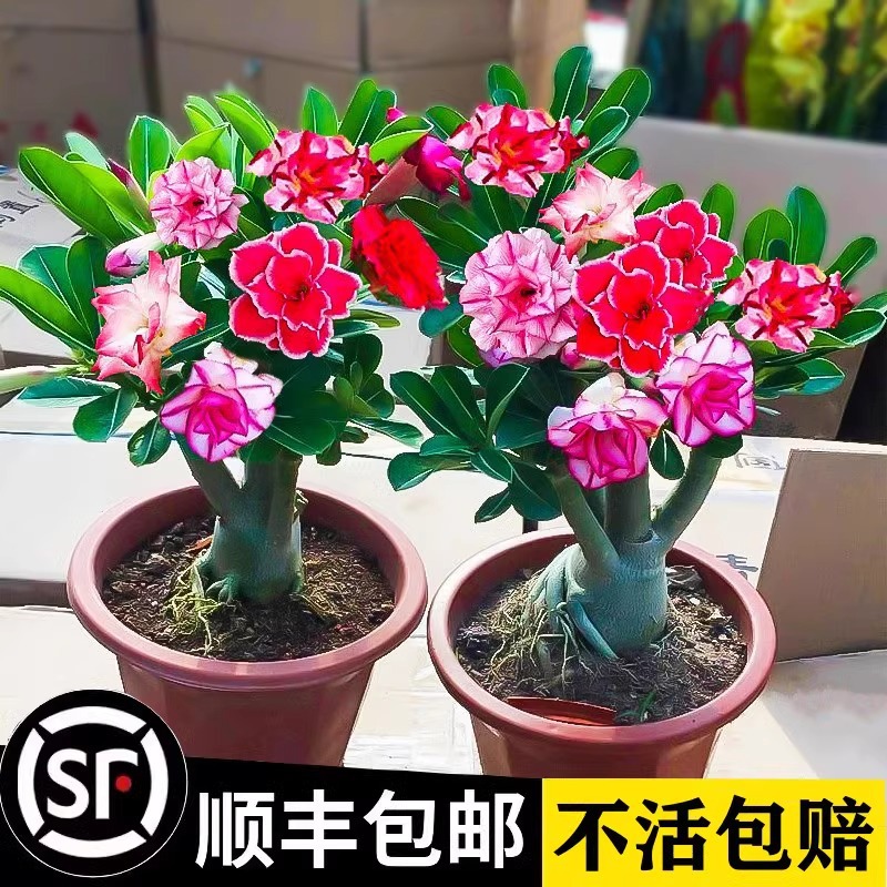 Desert Rose Potted Old Stump Indoor Succulent Plant Blooms All Year Round, Living Room Balcony Is Easy to Maintain Green Plants and Flowers
