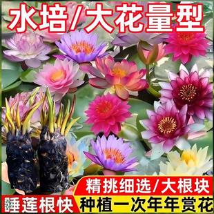 Large Water Lily Hydroponic Plant Pond Water Culture Root Block Fish Tank Water Lotus Seedling Lotus with Flower Buds Potted Aquatic Root