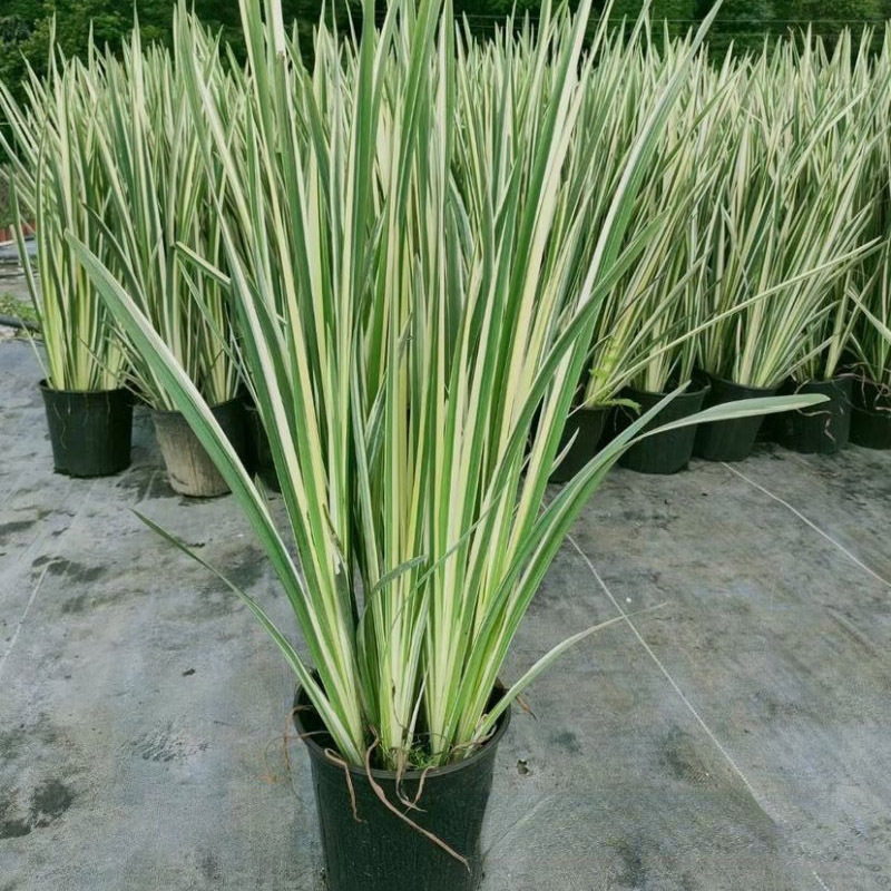 花叶玉蝉花 (1).jpg