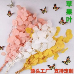 苹果叶永生花干花尤加利叶子金钱桉树叶DIY花材厂家跨境手工制作