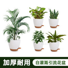新型の厚いプラスチックの植木鉢のベランダの緑のロリ多肉の盆栽は自ら水をやります。