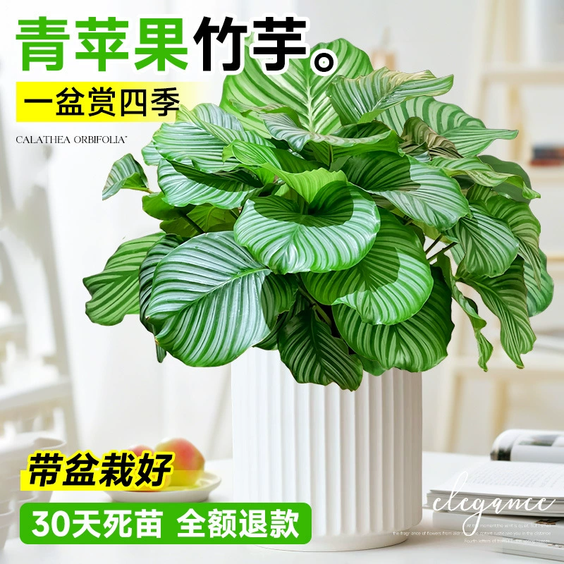 Зеленое яблоко, каламин, большие рассада в горшках, новый дом, гостиная, в помещении, зеленые растения, поглощающие формальдегид, легко выращиваемые гидропонные растения, каламин круглый год.