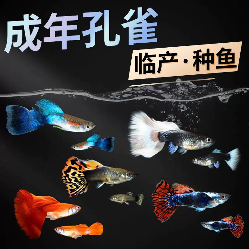 孔雀鱼观赏鱼活体鱼苗小型热带鱼淡水冷水好养耐活凤