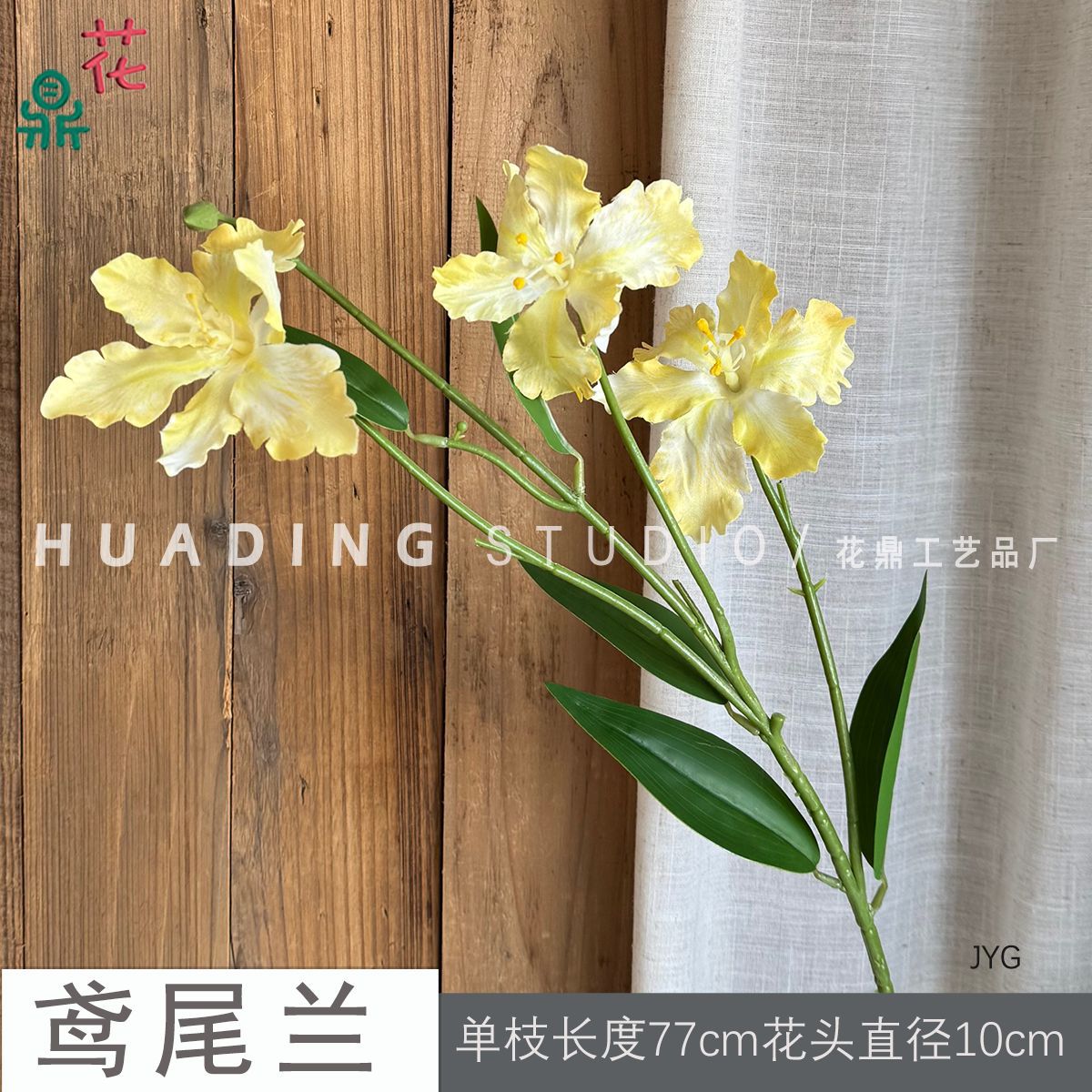 아이리스 난초 JYG 옐로우