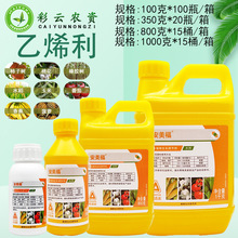安美福乙烯利香蕉水稻番茄棉花柿子树催熟橡胶树增产生长调节剂