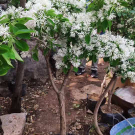 一件代发梦幻流苏树苗四月雪嫁接桂花油根子南方北方耐寒耐热庭院