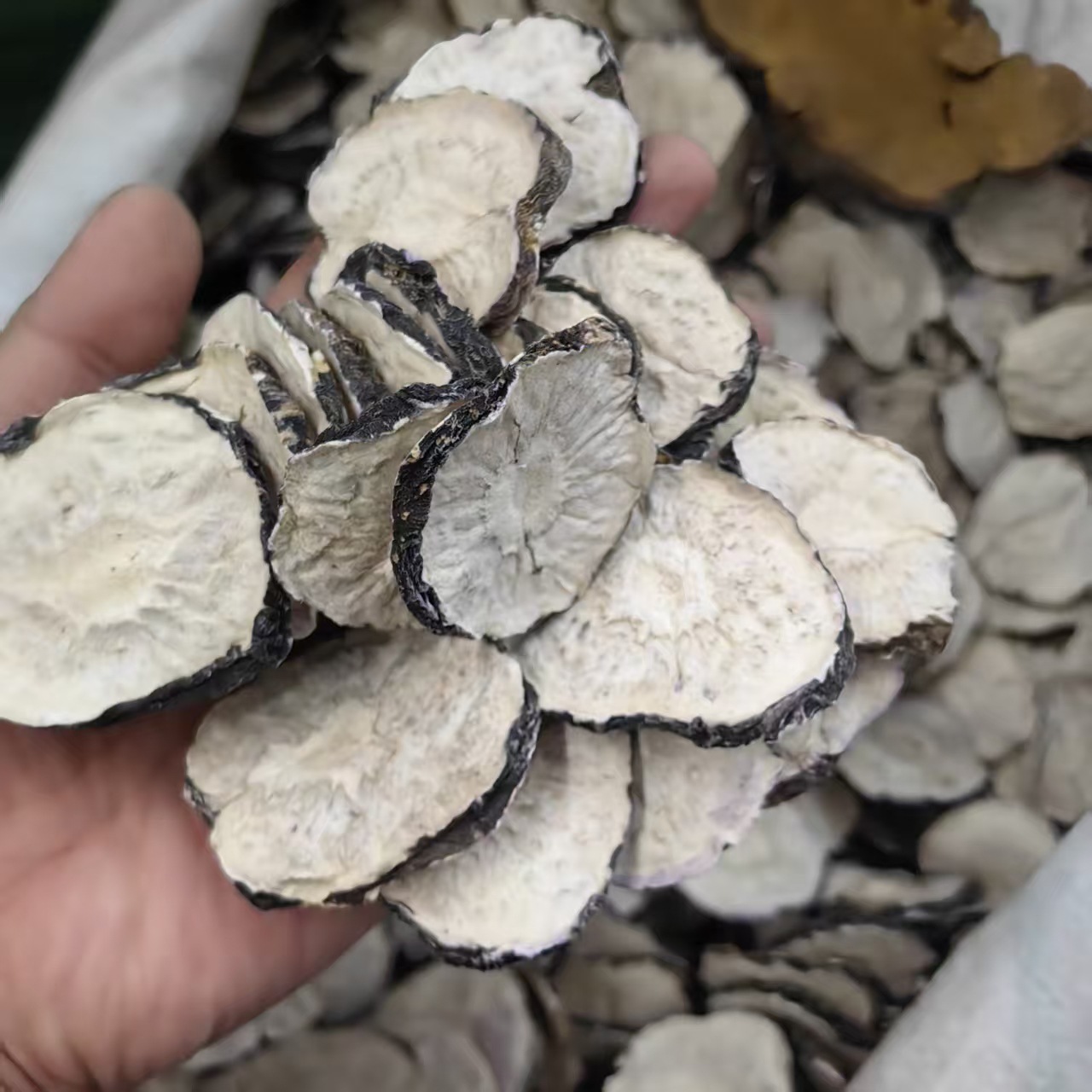 Maca Root Dried Slices Mai Jia 玛卡 Lepidium meyenii Hand Cut Sun Dried Herbal Slices 500g specifications