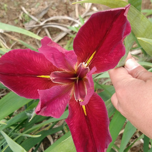 Factory wholesale Louisiana Iris artificial wetland for many years aquatic plants ornamental flowers