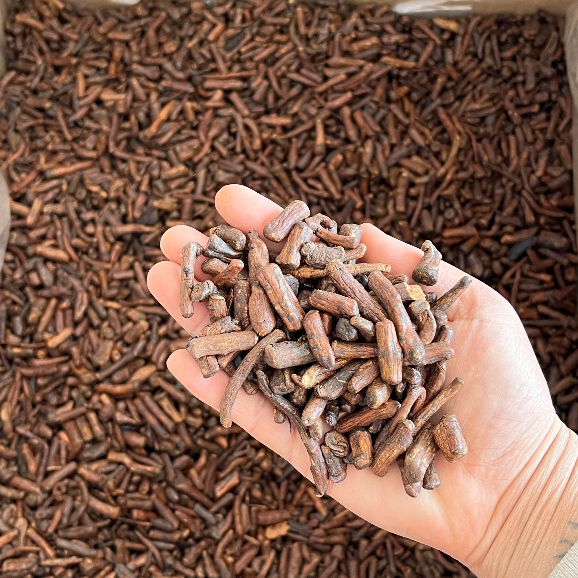 Dandelion Root (Taraxacum officinale) — Roasted Changbai Mountain Pugongying Gen Tea, 500g quality and texture