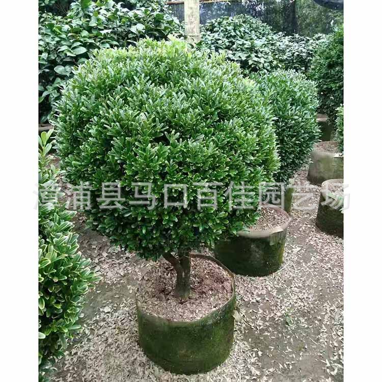 ȸ�������ӻ��СҶ�����򣬸߶�1�ס��۸�150-400