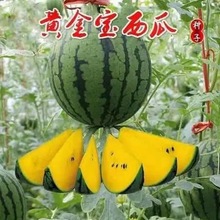 黄金宝西瓜种子花皮黄心西瓜种子绿皮黄芯西瓜礼品西瓜20粒