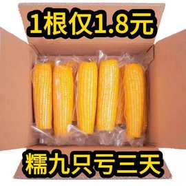 东北黄糯玉米新鲜玉米10根真空包装产地包邮非即食粘玉