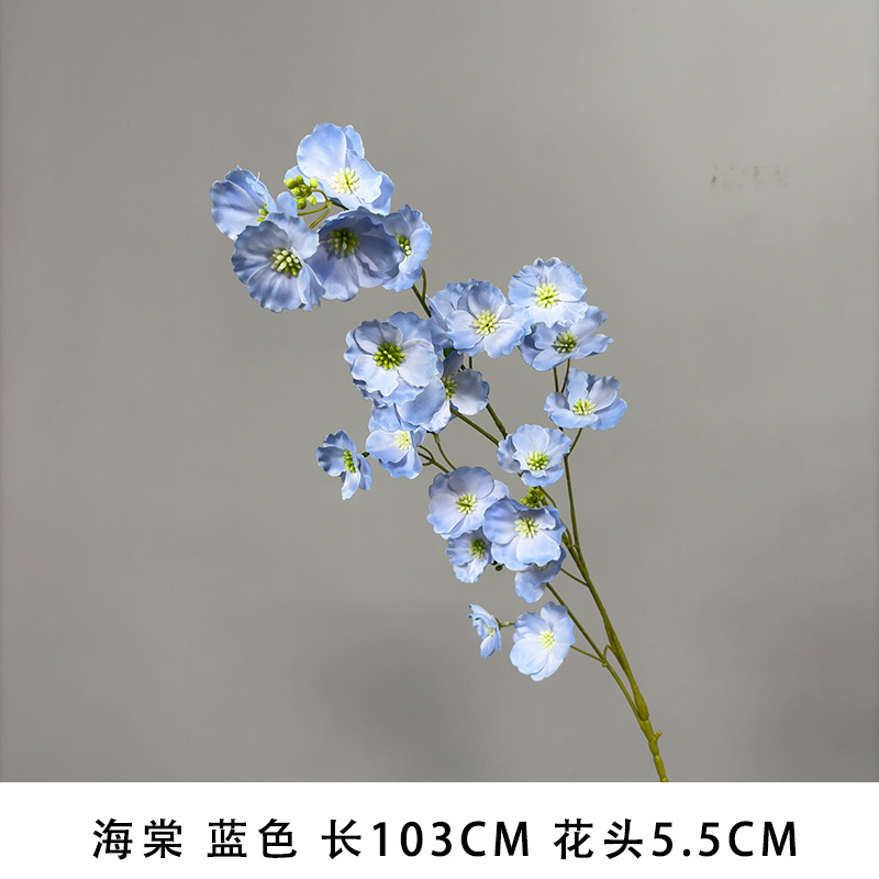 베고니아 블루