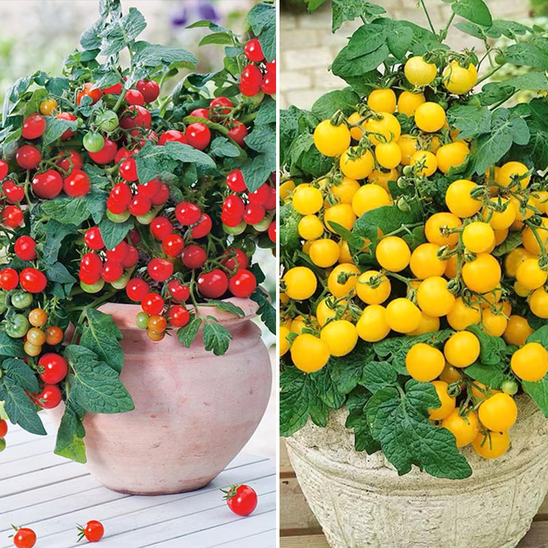 6 dwarf red + dwarf yellow trees each
