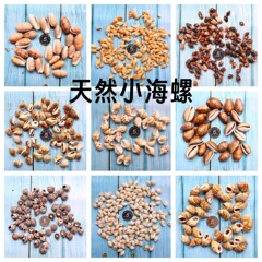 贝壳 天然海螺贝壳按斤批发货源产地鱼缸造景工艺品漂流瓶装饰品