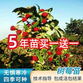 树莓苗特大双季树莓覆盆子苗黄红树莓苗南方北方盆栽地栽水果树苗