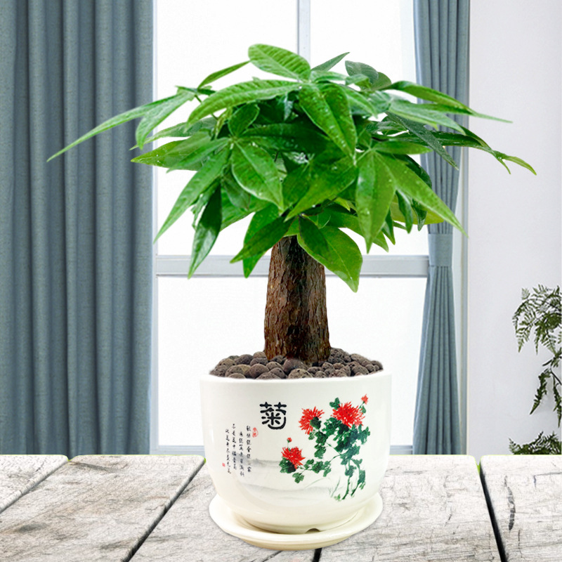 Potted plant Pachira Fortune a living room Office desktop feed Green plant literature Simplicity