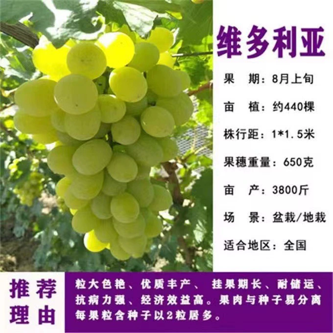 Шаньдун Виктория Виноградная рассада Питомник Оптовая Плетеная рассада винограда Виктория в горшке Загруженные на землю саженцы фруктовых деревьев