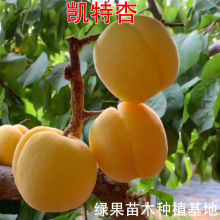 ������ �P������ �P���Ә��� ���S���� �޽��Ә��� �Ϸ������Nֲ