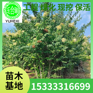 Magnolia Shrub Single Pole Greening Sapling Street Tree Landscape Tree Floral Fragrance 5 to 15cm