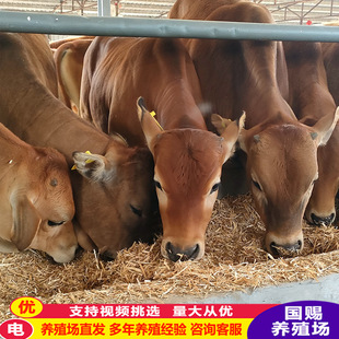 ���T����ţ�Bֳ�� ��ţ�� �����SţС��ţ�� �Bֳ�Sţ����һ�^