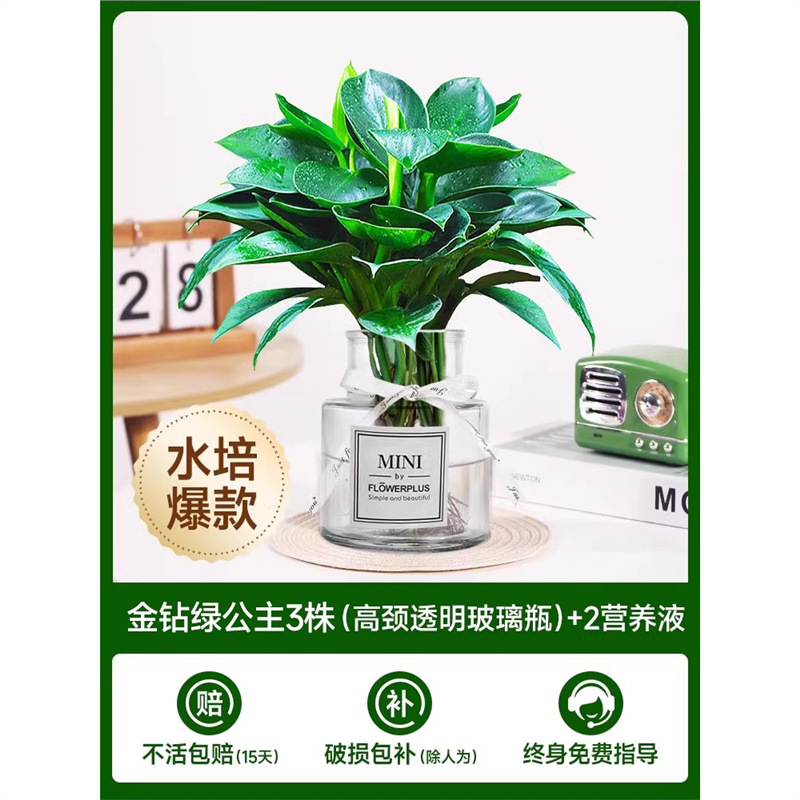 골든 다이아몬드 3개(목이 높은 투명 유리병) + 크리스탈 머드 + 영양액 2개 [핫 모델 수경재배]