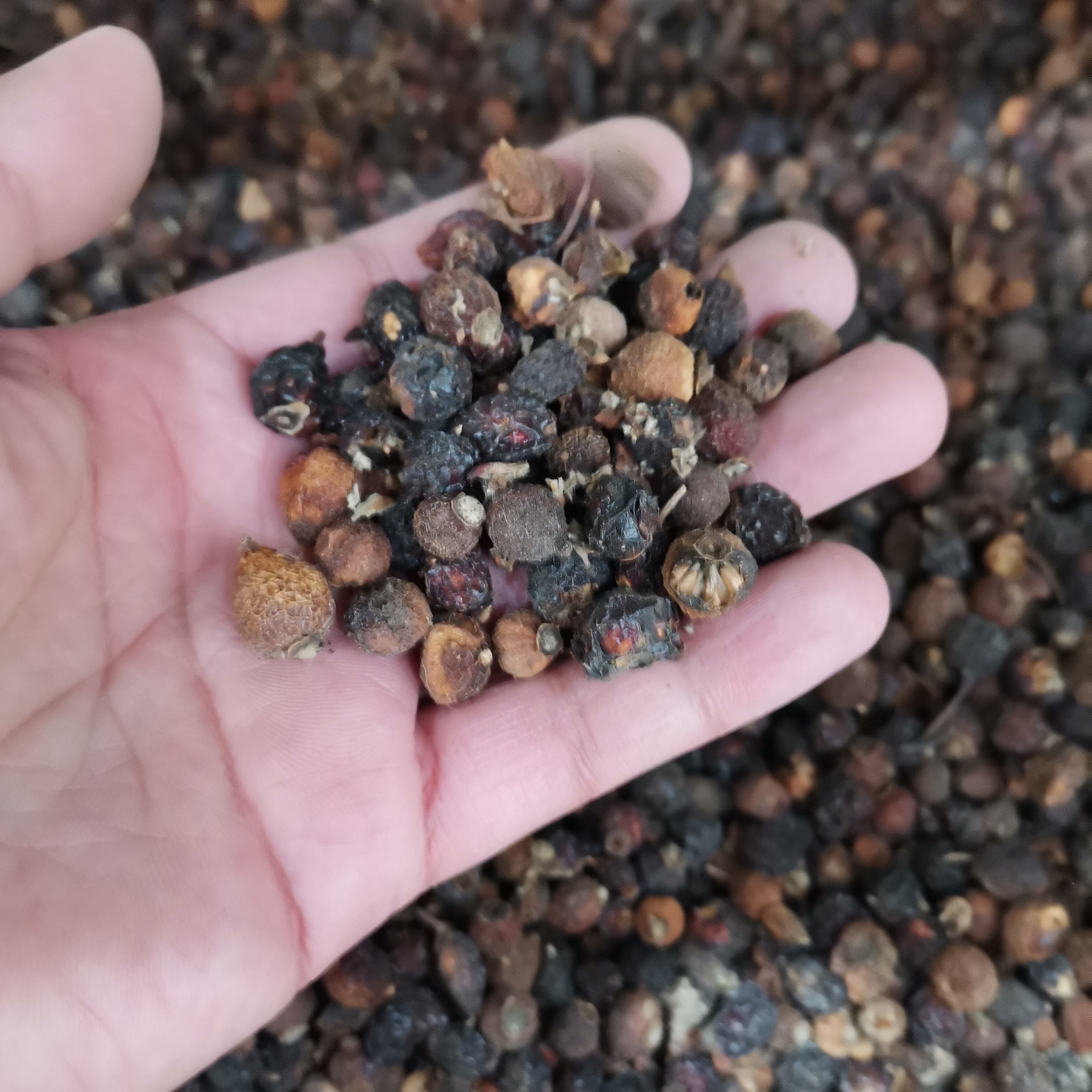 玫瑰花种子香水玫瑰花种子四季开花易种阳台盆栽红玫瑰花卉花种籽-阿里巴巴