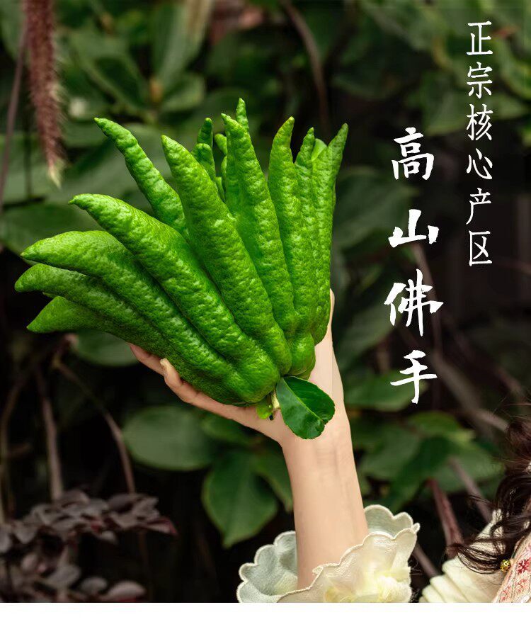 Fresh Fingered Citron Branches Buddha Hand Fruit for Water Cultivation and Display overview