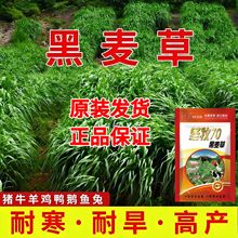 冬牧70黑麦草牧草种籽四季高产种子反复收割畜牧养殖家禽喜食草籽