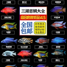 三湖慈鲷活体 马鲷科岩栖像海水鱼热带鱼活体小型淡水观赏鱼马鲷