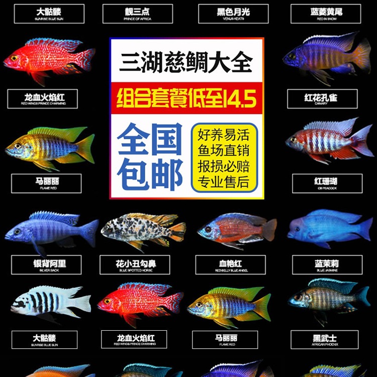 三湖慈鲷活体 马鲷科岩栖像海水鱼热带鱼活体小型淡水观赏鱼马鲷