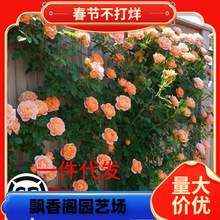 一件代发蔷薇花苗藤本月季特大花树庭院爬藤植物阳台花卉玫瑰盆栽