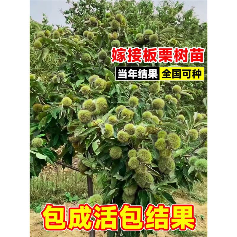 板栗苗树嫁接大红袍迁西板栗树苗南北方庭院盆栽地栽种植大板栗苗