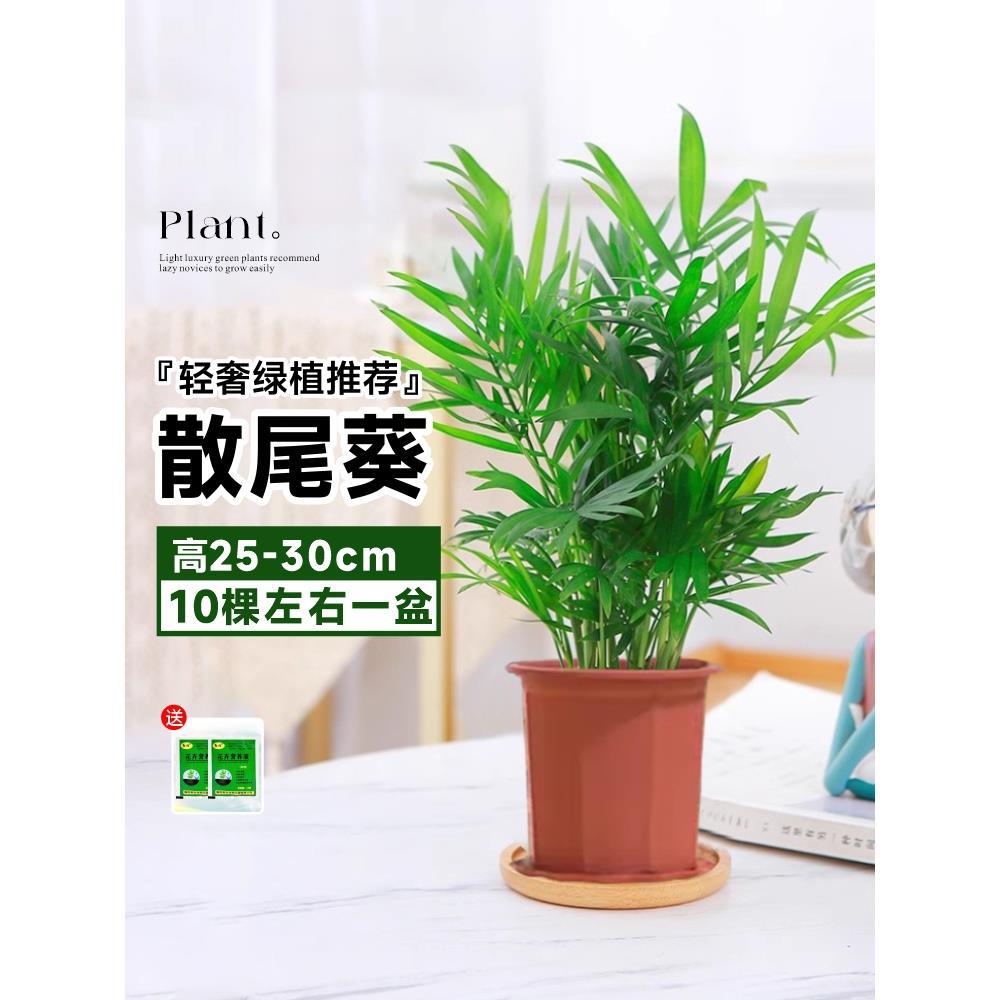 [오늘의 특가] 25~30cm 크기의 화분 10그루 정도(사계절 상록수, 키우기 쉽고 살기 쉬움) 애완동물