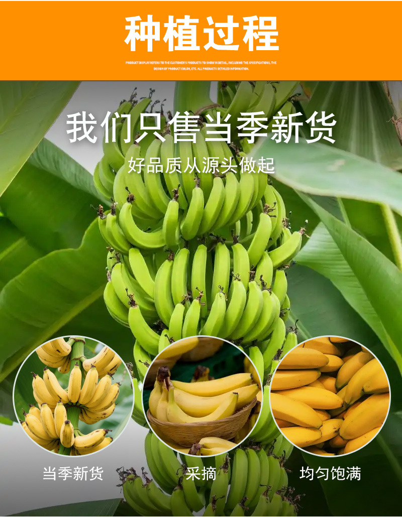 Freeze-Dried Banana Slices (Musa × paradisiaca) — FD Dried Fruit Snack, 500g Bulk preparation